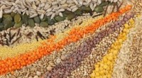La empresa Syngenta Seedcare inauguró un nuevo Seedcare Institute -centro de alta tecnología- dedicado a la evaluación y la aplicación de productos de protección de semillas, para así satisfacer las […]
