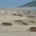 La Procuraduría Federal de Protección al Ambiente (Profepa), informó que la Delegación Oaxaca, registró la llegada de 61 mil 500 ejemplares de Tortuga Golfina (Lepidochelys olivácea) a la Playa Morro […]