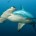   Tanto Brasil, Costa Rica, Colombia, Honduras, Ecuador y México solicitarán de manera formal la protección internacional de 5 especies de tiburones, ello ante la Convención sobre el Comercio Internacional […]