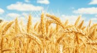 El trigo es probablemente el cereal más común en todo el mundo, ya que tiene beneficios que te ayudan a llevar una vida sana y garantiza una dieta rica en […]