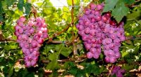 México destina una superficie mayor a las 29 mil hectáreas para cultivo de uva fruta, la que se distribuye para consumo en fresco e industrialización, ya sea como uva de […]