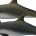 La vaquita marina -especie de marsopa en peligro de extinción y endémica del Alto Golfo de California- podría desaparecer en este sexenio debido a que cae presa en redes de […]