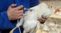 Texcoco, Méx.- El brote de gripe gripe aviar registrado en el país está controlado. Las vacunas empiezan a llegar a los sitios considerados como los principales focos de infección, afirmó […]