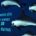 En 1993, la población registrada de vaquitas marinas, único cetáceo endémico de México, alcanzaba 567 individuos, para 2008 quedaban 245, en 2015 el número de redujo a 59 y actualmente […]