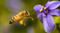 El tránsito de la abeja por el mundo se remonta a millones de años, pero en épocas actuales gracias al avance de la propia ciencia se ha constatado su gran […]