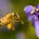 En el marco del Día Mundial de las Abejas, se envuelve en la necesidad de tener una adecuada salud de las abejas, que se ha vuelto un asunto de prioridad. […]
