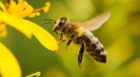 La importancia económica de la crianza de abejas en México ha crecido tanto como las amenazas a su conservación y diversidad, necesita conocerse más acerca de ellas. Por ello se […]