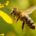 La importancia económica de la crianza de abejas en México ha crecido tanto como las amenazas a su conservación y diversidad, necesita conocerse más acerca de ellas. Por ello se […]