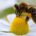 Las abejas y otros polinizadores son indispensables para tres cuartas partes de los cultivos y sin ellos, la productividad de los agricultores en México y el mundo se vería seriamente […]