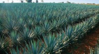 Con sustancias obtenidas de la misma variedad del agave con la que se produce el tequila (tequilana Weber variedad azul), expertos del Centro de Investigación y de Estudios Avanzados (Cinvestav) del […]