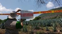 La Procuraduría Federal de Protección al Ambiente (PROFEPA) clausuró de manera total temporal más de 130 hectáreas de plantaciones de agave azul (Agave tequilana) y limón sin semilla (Citrus latifolia), […]