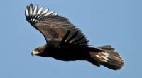 Resultado de operativos y visitas de inspección, de 1997 a la fecha 41 ejemplares de Águila Real han sido aseguradas por personal de la Procuraduría Federal de Protección al Ambiente […]
