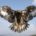 En Reino Animal Parque Temático, ubicado en el municipio de Teotihuacán en el Estado de México (Edomex) se cuenta con el área del Refugio del Águila Real, en donde se […]