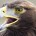 Ante diversos proyectos fallidos en conservación de biodiversidad han provocado que no se cuente con la sapiencia exacta de los ejemplares de Águila Real en el territorio nacional y sólo […]