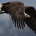 Aguila de cabeza blanca Haliaeetus leucocephalus Orden: Falconiformes Familia: Accipitridae Es un ave de presa que llega a medir de 75 a 100 centímetros de longitud total. Las aves en […]