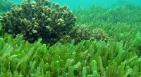 Los cultivos de algas abren una amplia gama de alternativas de aplicaciones en beneficio del hombre y el medio ambiente, específicamente para afrontar el cambio climático, como fuente alimenticia, suplementos […]