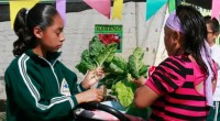 Chimalhuacán, Méx.- El gobierno municipal impulsa la siembra de alimentos ricos en nutrientes y sin químicos, son los escolares los que reciben la información en la producción de hortalizas. La […]