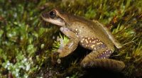 Dentro del grupo de vertebrados, los anfibios son los que están disminuyendo a tasas más aceleradas en el mundo y el conocimiento que se tiene de ellos es escaso. En […]