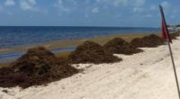 POR: Rafael Cienfuegos Calderón TARDÍO.- El sargazo ya arribó a las playas de Quintana Roo, igual que desde hace cinco años, como lo preveían los reportes de embarcaciones y las […]