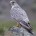 Halcón gerifalte Falco rusticolus Orden: Falconiformes Familia: Falconidae Estos halcones alcanzan entre 50 y 64 centímetros de longitud total. Son de tamaño mayor que un halcón peregrino y no tienen […]