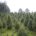 Ante la cercanía de la época decembrina y con el objetivo de impulsar el desarrollo sustentable mediante una alternativa forestal provechosa y durable como los árboles navideños, el gobierno federal, […]