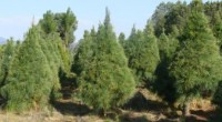 La Comisión Nacional Forestal (CONAFOR) dio a conocer que en su padrón están registrados 848 productores de árboles de Navidad, de los cuales 295  ya cuentan con producto de entre […]