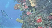 Landover, Maryland, /PRNewswire/.- La Khaled bin Sultan Living Oceans Foundation lanzó su última misión investigadora en los arrecifes de coral de las Bahamas con lo que concluye el primer año […]