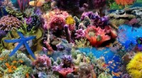 Organizaciones de la sociedad civil, académicos y expertos en materia de biodiversidad y ecosistemas marinos, urgieron a diversos órdenes de gobierno a proteger los arrecifes coralinos de Veracruz, que se […]