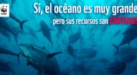 La organización ambientalista WWF instó a los miembros de la comisión de pesquerías del Pacífico Oriental, a mantener las cuotas de captura para las reducidas poblaciones de atún aleta azul […]