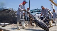Al concluir la temporada 2019 de pesca de atún aleta azul en el océano Pacífico Oriental, el Gobierno de México cumplió satisfactoriamente con la cuota de captura e incluso estuvo […]