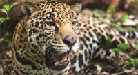 Con el objetivo de preservar a los grandes felinos como el jaguar e incrementar la productividad del ganado ovino, la organización Conservación Panthera México A.C. y la Universidad Juárez Autónoma […]
