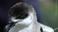 El Diablotín, es una de las aves marinas más amenazadas del Atlántico Norte que ahora está siendo rastreada por satélite y que busca ayudar en su conservación, al ser un […]