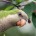 El nombre del aparato que realiza la identificación del canto de las aves se llama Módulo de Identificación Acústica de Aves (MIAA), creación de Esaú Villarreal, y que es capaz […]