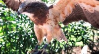   La Convención sobre las Especies Migratorias (CMS), anunció la creación del Grupo de acción intergubernamental sobre la matanza, la captura y el comercio ilegales de aves migratorias en el […]