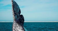 Las aguas del Océano Pacífico continúan presenciando el nacimiento de ballenatos y es, hasta marzo, cuando se podrá admirar a las ballenas grises quienes arribaron al mar mexicano desde el […]