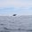 La Procuraduría Federal de Protección al Ambiente (PROFEPA) llevó a cabo un operativo para la protección de la Ballena Azul dentro del Área Natural Protegida “Parque Nacional Bahía de Loreto”, […]