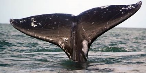 La ballena gris llega a los mares mexicanos en busca de aguas más cálidas para su reproducción. La Reserva de la Biosfera Complejo Lagunar Ojo de Liebre, y las lagunas […]