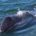 La Comisión Nacional de Áreas Naturales Protegidas (CONANP) realizó el primer conteo de ballena gris de la temporada 2018. Hasta el momento, se ha registrado la presencia de 213 ejemplares […]