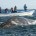 La Alianza WWF-Telcel informó que durante la presente temporada (diciembre-abril) aumentó el avistamiento de ballenas grises en las lagunas costeras de Baja California Sur. El incremento es de alrededor del […]