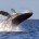 Mexicana por nacimiento y conocida popularmente como ballena gris, recorre 12 mil kilómetros, desde Alaska y Mar de Bering a las lagunas costeras de San Ignacio y Ojo de Liebre-Guerrero […]
