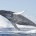 Laguna San Ignacio, BCS.- Investigaciones realizadas en Laguna San Ignacio, ubicada en la costa occidental de la Península de Baja California, muestran un incremento en la población de ballena gris […]