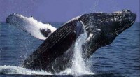 Ante la llegada anual de la ballena gris a Los Cabos, Baja California Sur en busca de aguas templadas y poco profundas con el objetivo de reproducirse y dar a […]