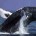 Ante la llegada anual de la ballena gris a Los Cabos, Baja California Sur en busca de aguas templadas y poco profundas con el objetivo de reproducirse y dar a […]