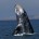 La Comisión Nacional de Áreas Naturales Protegidas (CONANP), informó que la población de la ballena gris, una de las especies más grandes del mundo marino, se encuentra en franca recuperación […]