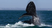 Cabe destacar que en aguas mexicanas, cerca de la costa de la Baja California, es considerada la cuna de la ballena gris, al ser el sitio de anidación de las […]