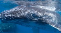Infecciones por hongos, atropellamiento por botes que se acercan demasiado, ruido de las numerosas embarcaciones y contaminación, son sólo algunos de los problemas a los que se enfrentan las ballenas […]