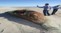 La Procuraduría Federal de Protección al Ambiente (Profepa) acudió al varamiento de 10 mamíferos marinos –1 ballenato, 7 delfines nariz de botella y 2 lobos marinos- que aparecieron muertos y […]