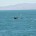 La Procuraduría Federal de Protección al Ambiente (Profepa) y la Secretaría de Marina (SEMAR) lograron el rescate de seis ballenas Pilotos (Globicephala macrorhynchus), tras registrarse la tarde-noche de ayer domingo […]