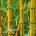 José Manuel López Castro Luis E. Velasco Yépez CAMPO Y DESARROLLO Los estados de Tabasco, Veracruz, Chiapas y Puebla cuenta con más de mil 200 hectáreas en producción de bambú, […]