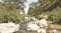 La Reserva de la Biosfera Sierra Manantlán (RBSM), ubicada en Jalisco y Colima se ha logrado proteger un área de 139 mil 570 hectáreas de selvas secas, bosques y terrenos […]